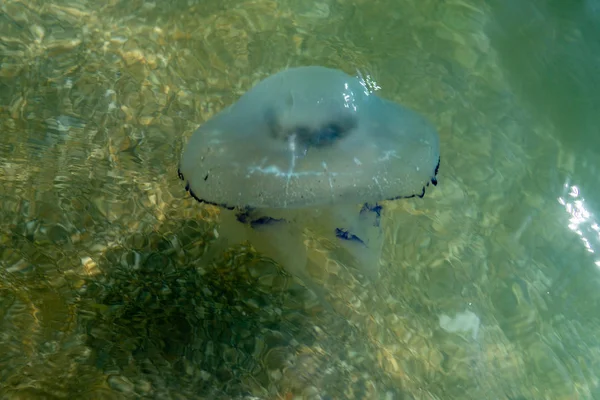 Dead blue jellyfish on the beach in shallow water. Jellyfish rhizomes of rhizotomy root, cast ashore. — Stock Photo, Image