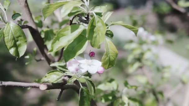 Vackra Våren Äppelträd Blommor Blomma Trädgården — Stockvideo