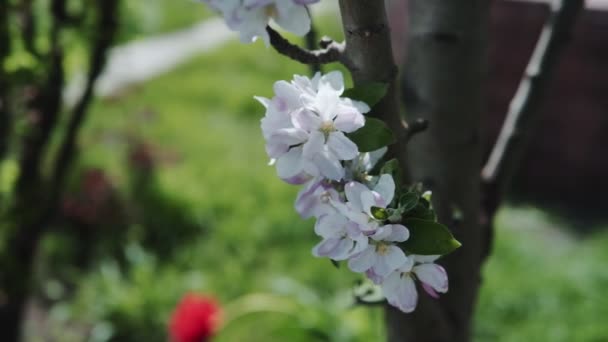 Bela Primavera Flores Árvore Maçã Florescer Jardim — Vídeo de Stock