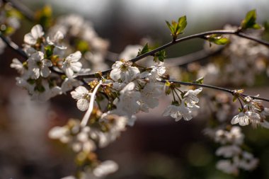 Kuş kirazı baharda çiçek açar. Kuş kiraz ağacının bahar çiçekleri. Bahar kuşu kiraz ağacı çiçekleri. Kuş kiraz ağacı çiçekleri baharda açar.