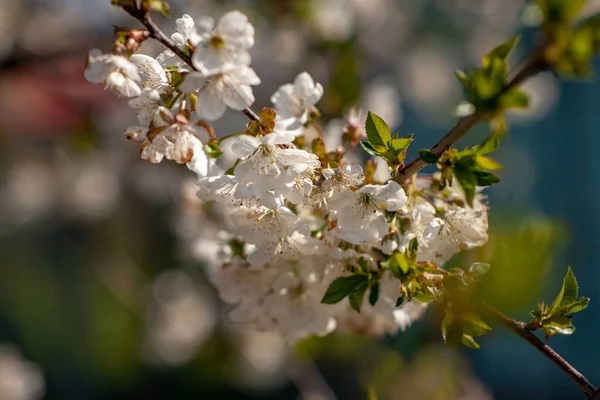 Bird cherry blossoms flowers in spring. Spring blossom flowers of bird cherry tree. Spring bird cherry tree flowers. Bird cherry tree flowers bloom in spring — Stock Photo, Image