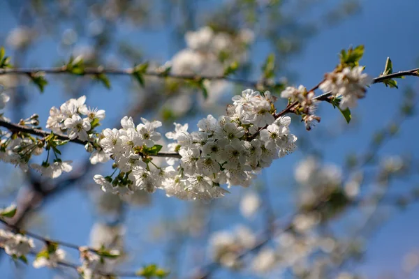 Bird cherry blossoms flowers in spring. Spring blossom flowers of bird cherry tree. Spring bird cherry tree flowers. Bird cherry tree flowers bloom in spring