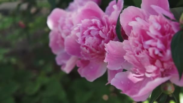 Blommande Buske Med Rosa Stora Pion Blommor Skytte Grumligt Väder — Stockvideo