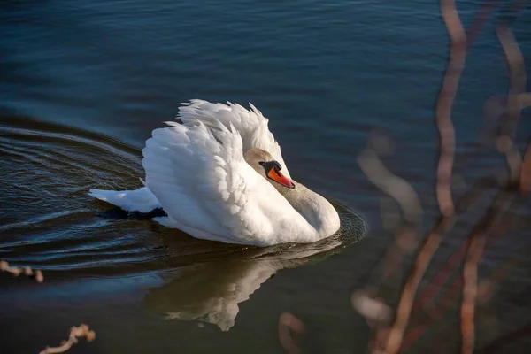 Perfil de cisne blanco sobre un lago azul brumoso — Foto de Stock