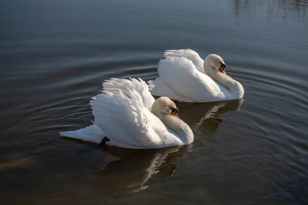 Пара лебедей в воде синего озера — стоковое фото