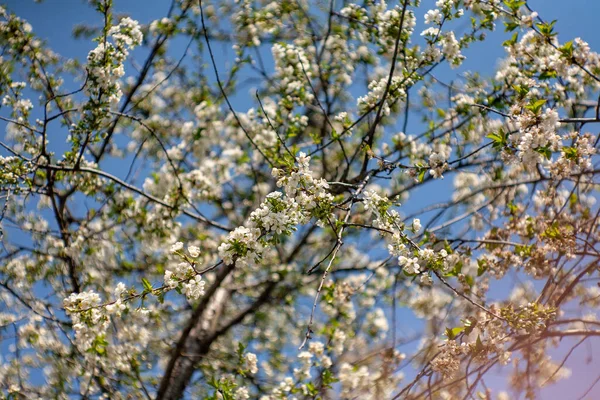 Bird cherry blossoms flowers in spring. Spring blossom flowers of bird cherry tree. Spring bird cherry tree flowers. Bird cherry tree flowers bloom in spring — Stock Photo, Image