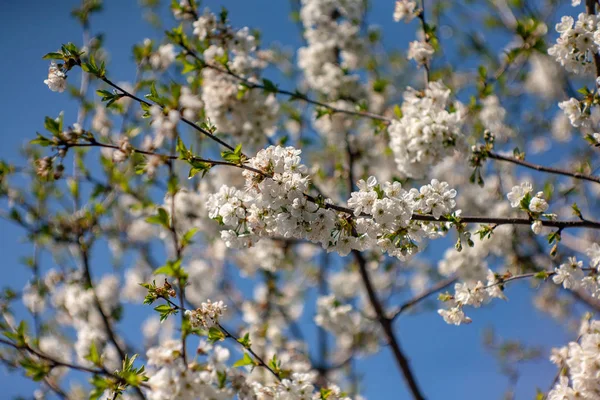 Fiori di ciliegio di uccello fiorisce in primavera. Fiori di fiore di primavera di albero ciliegio di uccello. Fiori di ciliegio uccello primaverile. Fiori di ciliegio degli uccelli fioriscono in primavera — Foto Stock