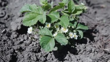 Flowers of growing blooming strawberries plants in farm, gardening and farming. Farm homestead with agricultural landings. Plants of berries in garden, closeup view.