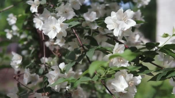 Jasminzweige schwingen leicht im Wind. Nahaufnahme. — Stockvideo