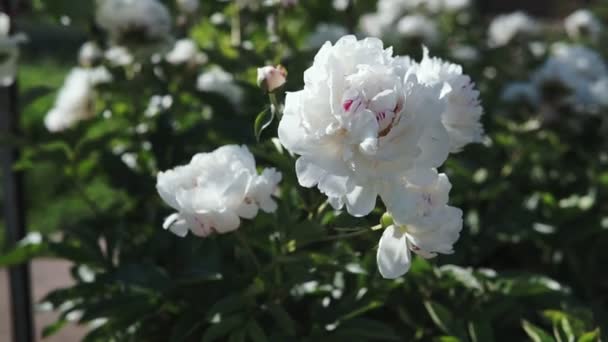En blommande buske med vita stora pion blommor skytte i grumligt väder på sommaren. — Stockvideo