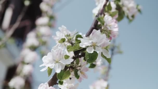 Vacker vår Äpple träd blommor blomma — Stockvideo