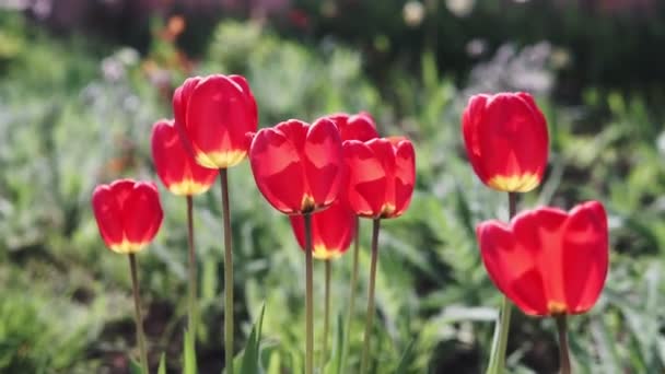 Záběry krásné barevné červené tulipán květiny rozkvést v jarní zahradě.