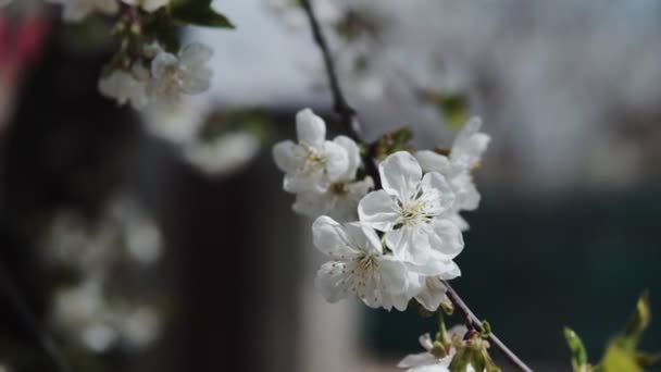 Λευκά Λουλούδια Ανθίζουν Στα Κλαδιά Της Κερασιάς Ανοιξιάτικη — Αρχείο Βίντεο