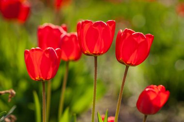 Bahçemde yetişen çok güzel kırmızı laleler..