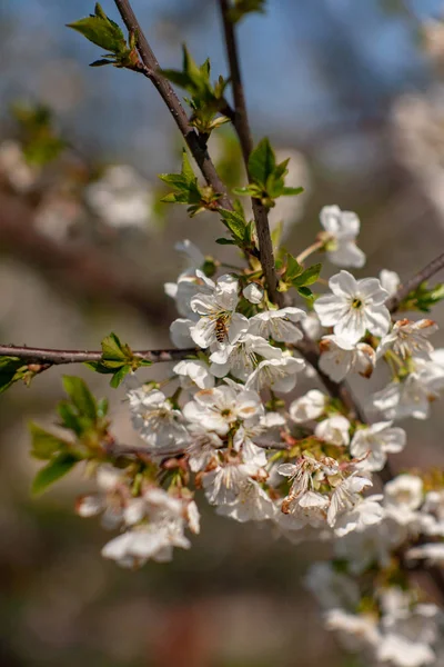 春に鳥桜が咲きます。鳥桜の春の花。春鳥桜の花。春に鳥桜の花を咲かせます — ストック写真