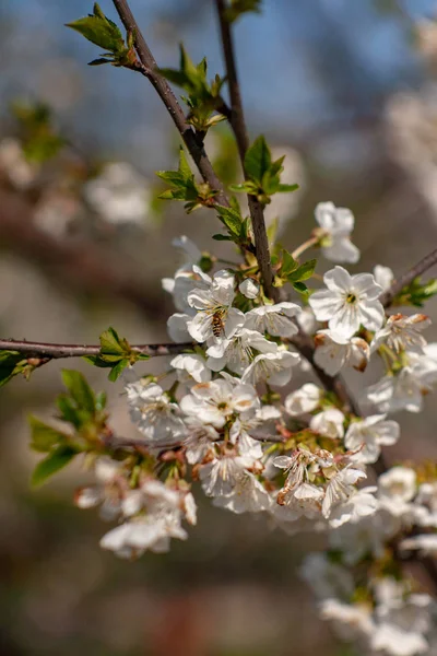 Bird cherry blossoms flowers in spring. Spring blossom flowers of bird cherry tree. Spring bird cherry tree flowers. Bird cherry tree flowers bloom in spring — Stock Photo, Image