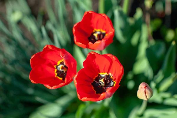 Tulip merah yang sangat indah yang tumbuh di kebun saya . — Stok Foto