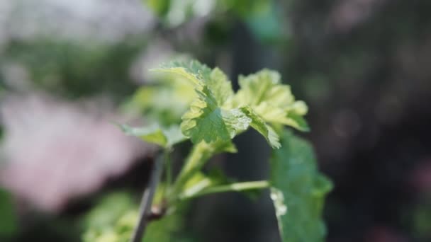 Närbild Vinbärsbuske Med Sina Breda Gröna Blad — Stockvideo