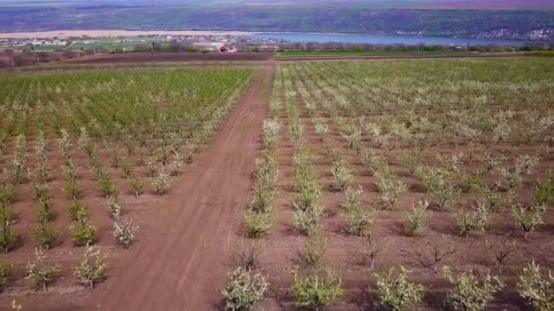 Vídeo Naturaleza Aérea Vuelo Sobre Jardín Manzana Primavera — Vídeo de stock