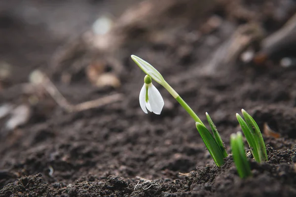 Snowdrop vårblommor. Delikat Snowdrop blomma är en av vårens symbolerna berättar vintern lämnar och vi har varmare tider framför oss. Färska gröna väl kompletterar de vita blommorna. — Stockfoto