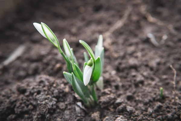 Snowdrop spring flowers. Delicate Snowdrop flower is one of the spring symbols telling us winter is leaving and we have warmer times ahead. Fresh green well complementing the white blossoms.