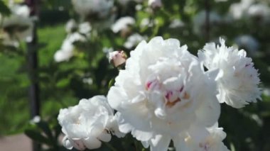 Yaz aylarında bulutlu havalarda çekim beyaz büyük şakayık çiçekleri ile çiçek açan bir çalı.