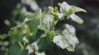 Frenk üzümü çalısına yakın çekim. Geniş yeşil yapraklarıyla.
