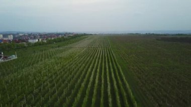 Havadan doğa videosu. Bahar elma bahçesi üzerinde Uçuş.