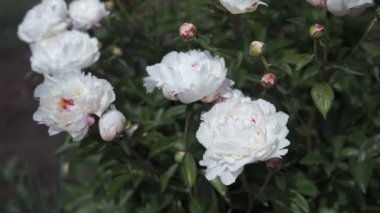 Yaz aylarında bulutlu havalarda çekim beyaz büyük şakayık çiçekleri ile çiçek açan bir çalı.