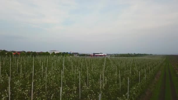 Vidéo aérienne de la nature. Vol au-dessus du jardin de pommes de printemps .
