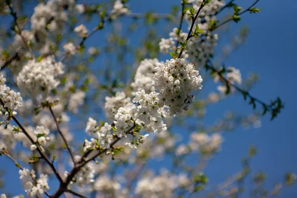 봄에는 벚꽃이 핀다. 봄에는 벚나무의 봄 꽃이 핀다. 봄의 새 벚나무 꽃. 봄에 꽃피는 새 벚나무 — 스톡 사진
