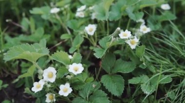 Flowers of growing blooming strawberries plants in farm, gardening and farming. Farm homestead with agricultural landings. Plants of berries in garden, closeup view.