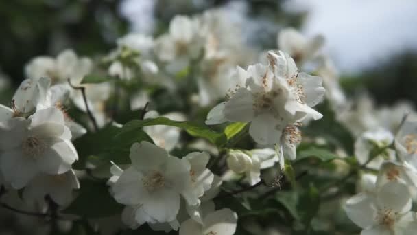 Jasminzweige Schwingen Leicht Wind Nahaufnahme — Stockvideo