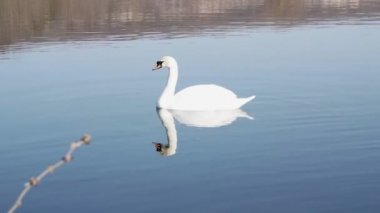 profile of white swan on blue misty lake