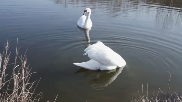 青い湖の水の白鳥のカップル — ストック動画