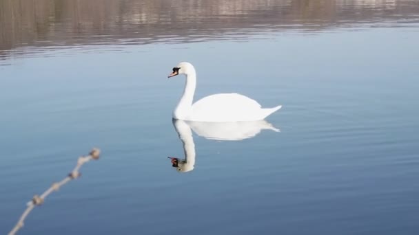 Perfil Cisne Branco Lago Nebuloso Azul — Vídeo de Stock