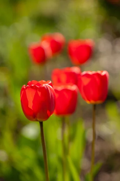 Gyönyörű Vörös Tulipánok Nőnek Kertemben — Stock Fotó