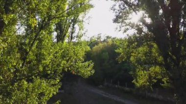 Uslava Nehri 'nde sonbahar renkleri ve kıyılarda lombardi kavak ağaçları. Güzel yeşil doğa örtüsüyle çevrili küçük bir nehrin üzerinde uçan doğal hava aracı üzerinde kamera uçuşu..