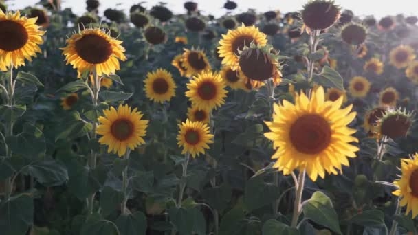 Girassóis Campo Belos Campos Com Girassóis Verão — Vídeo de Stock