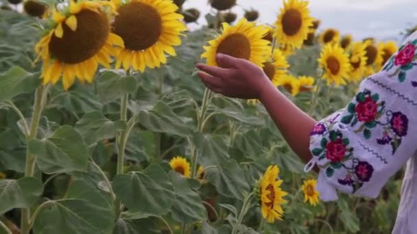 Joven Mujer Hermosa Sombrero Camina Través Del Campo Con Girasoles — Vídeos de Stock