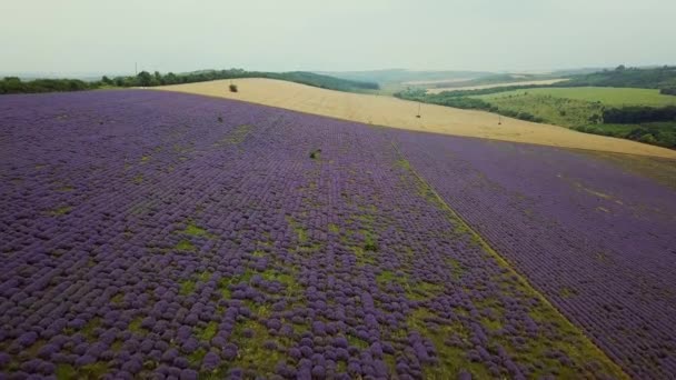 Aerial Vuelo Sobre Campo Lavanda Atardecer Amanecer Paisaje Aéreo Campos — Vídeos de Stock