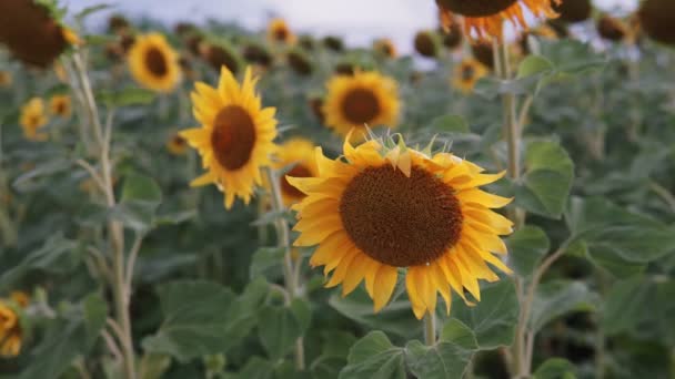 Sunflowers Field Beautiful Fields Sunflowers Summer — Stock Video