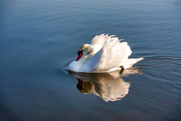 Perfil Cisne Branco Lago Nebuloso Azul — Fotografia de Stock