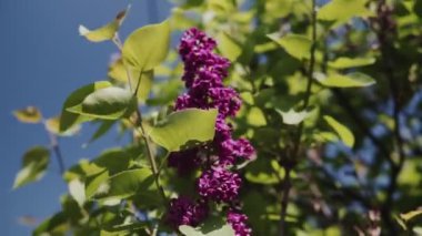 Çiçek açan bir dal ve yakın plan mor bir leylak ağacı. Taze çiçeklerle dolu bahar manzarası. Böcekler mor leylak çiçeklerinin etrafında uçarlar. Nadir bulunan Terry Lilac. Yavaş çekim videosu.