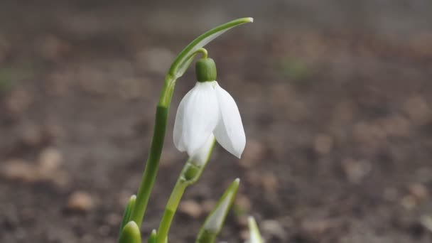Close Blooming White Snowdrop Flower Morning — Stock Video