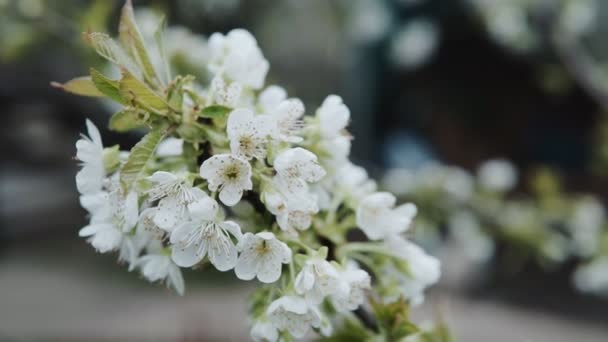 Flores Blancas Florece Las Ramas Cerezo Concepto Primavera — Vídeos de Stock