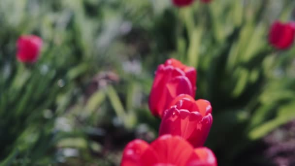 晴れた日の美しい赤いチューリップ 庭に咲く赤いチューリップの花 公園の赤いチューリップの群れ 春の風景 赤いチューリップの背景 — ストック動画