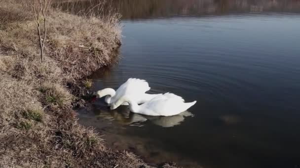 青い湖の水の白鳥のカップル — ストック動画