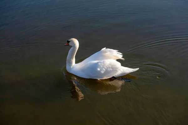 Profilul Lebedei Albe Lacul Albastru Cețos — Fotografie, imagine de stoc