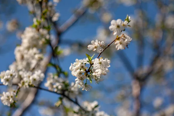 Fågelkörsbär Blommar Våren Vårblommor Fågelkörsbärsträd Fågelkörsbärsträd Blommor Fågelkörsbär Träd Blommor — Stockfoto